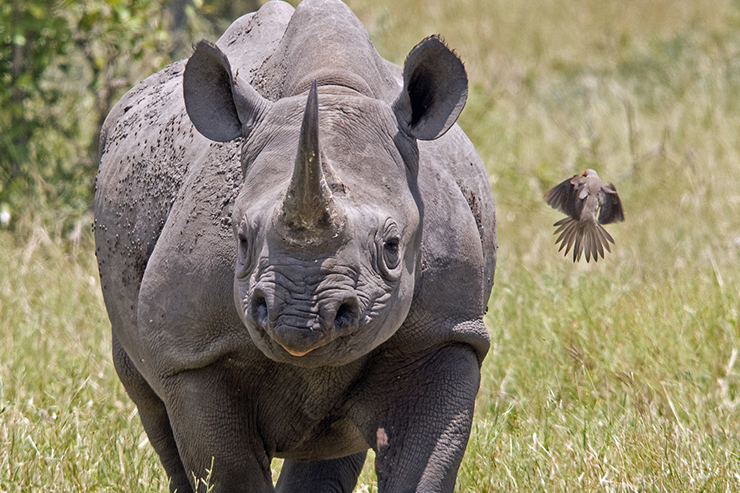 A black rhino close up image