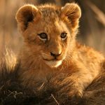 Where to See the Lion King Characters in the Wild