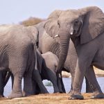 Where to see Elephants in the Wild? Our Top 5 Destinations (6 minute read)