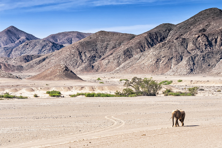 The Namibia desert elephants live in more hostile places than many African elephants 